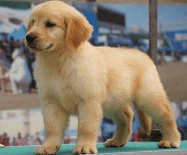 怎么挑选一只纯种的金毛犬?