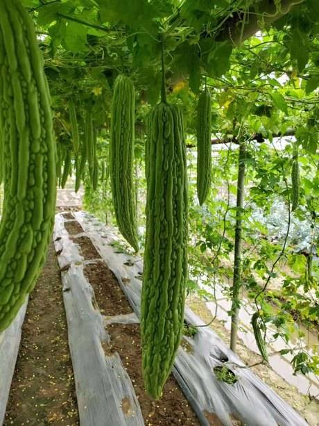 天舟五号高档苦瓜种子苦瓜苗 蔬菜种子油亮刺瘤丰满