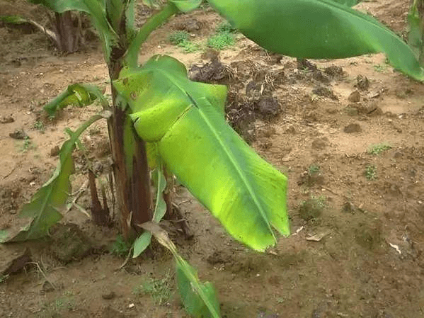 【村宝网】钙肥对香蕉种植的重要性,需求量有多大?│香蕉种植技术