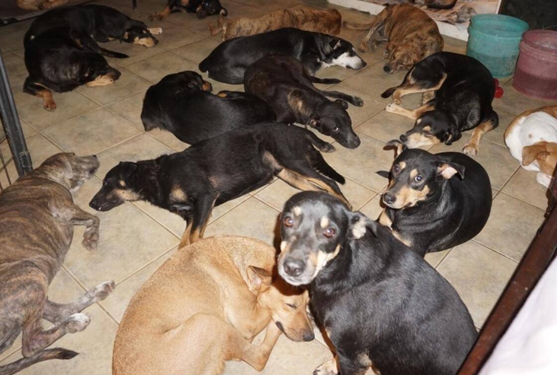 超强飓风来袭,美女饲主为流浪狗提供避风港,霸气收养近百只_狗狗