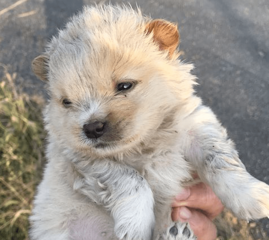 路边捡到只流浪小奶狗,女孩养三天后带到大街,路人投来羡慕眼光_手机