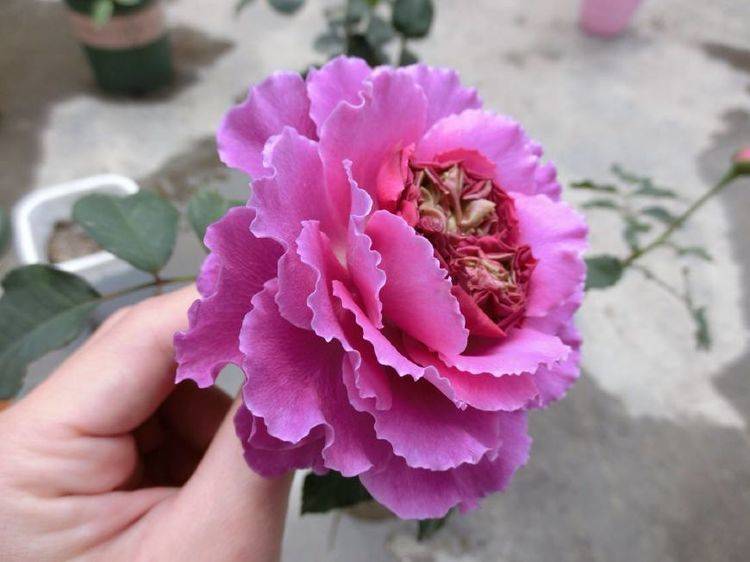 香气四溢的3种花,花开一朵,香气飘满屋,种植容易,很值得栽培