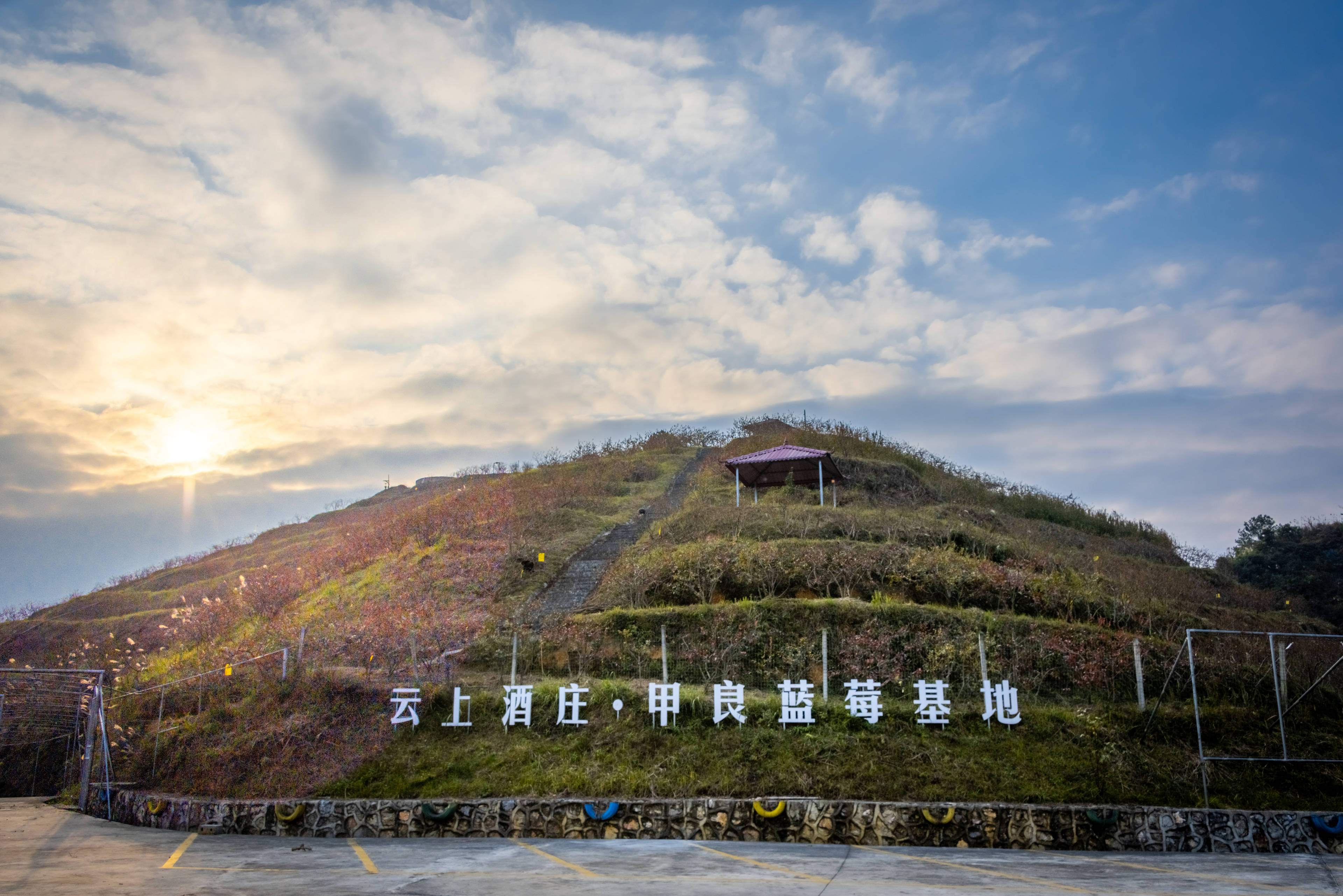 甲良镇的蓝莓尝一尝_荔波县