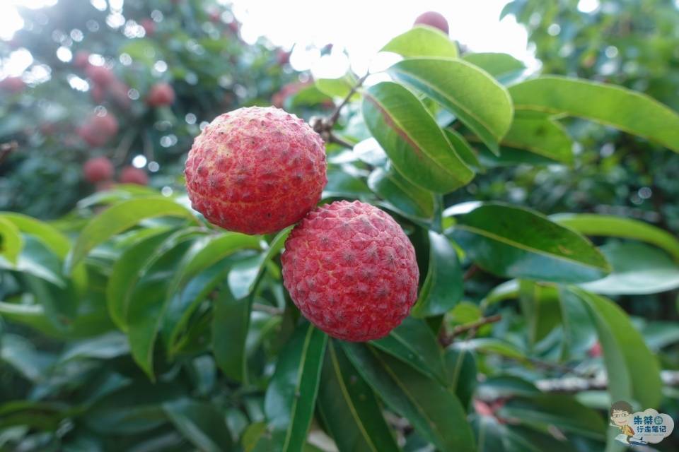 粤东最大的荔枝生产区，种植历史近2000年，堪称“中国荔枝之乡”-搜狐大视野-搜狐新闻