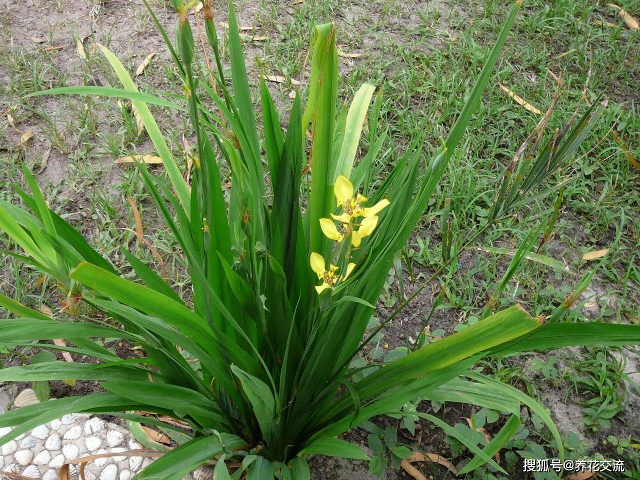 长在热带,亚热带的巴西鸢尾,盆栽养着比吊兰霸气,半阴处可开花
