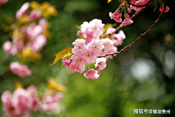 赤水丹霞旅游区的四季惊艳了时光