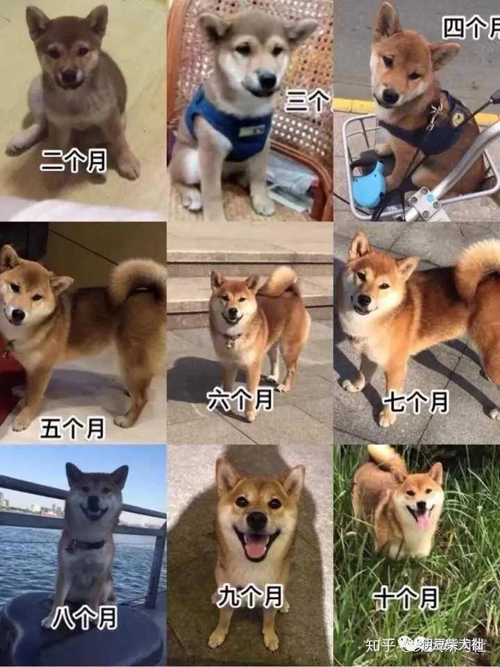 柴犬尴尬期图片对比图片