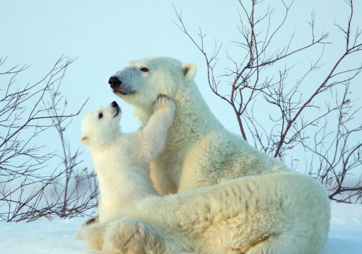 动物世界的冰雪时光
