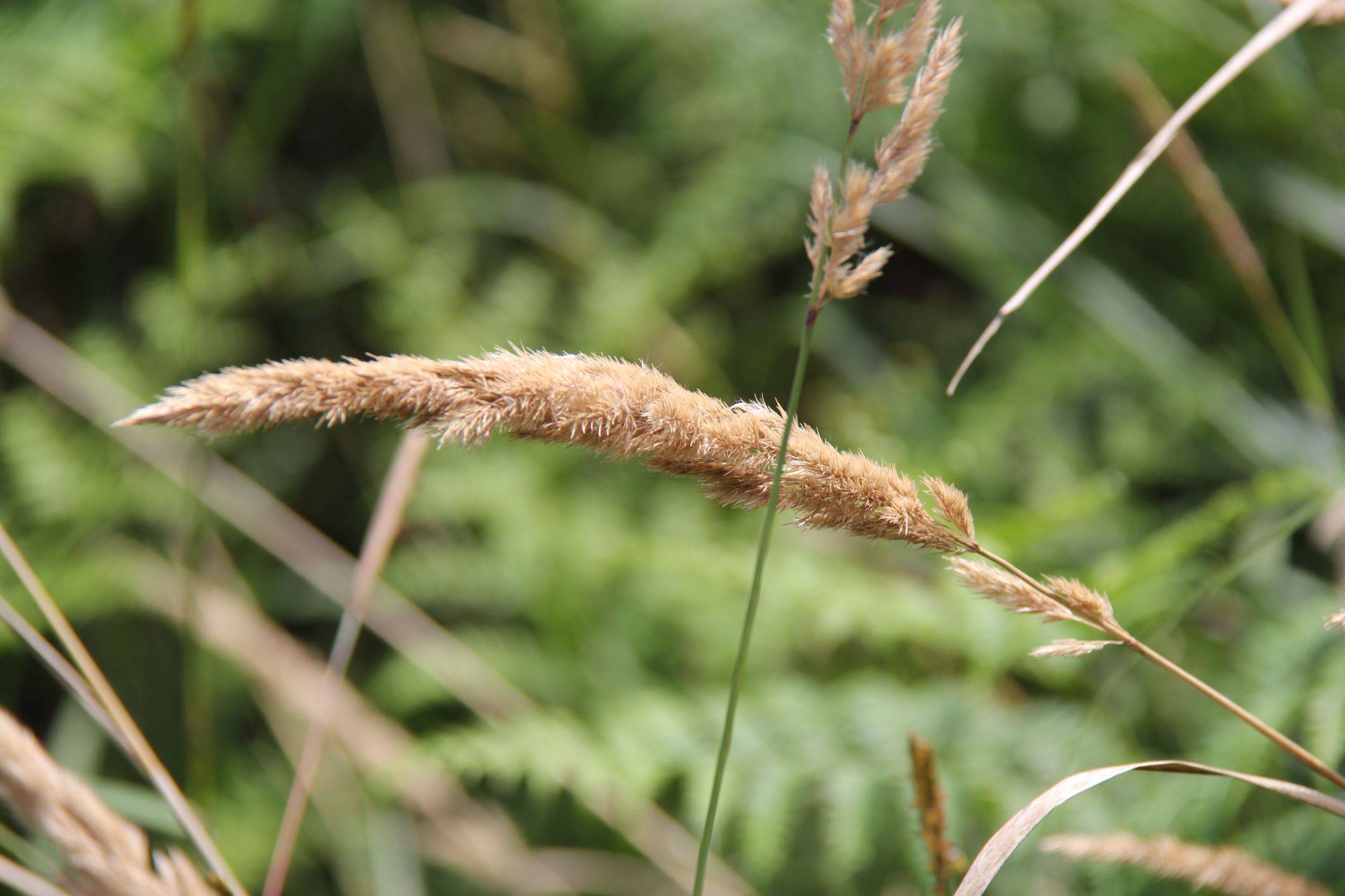 庆元植物1378禾本科拂子茅属密花拂子茅变种