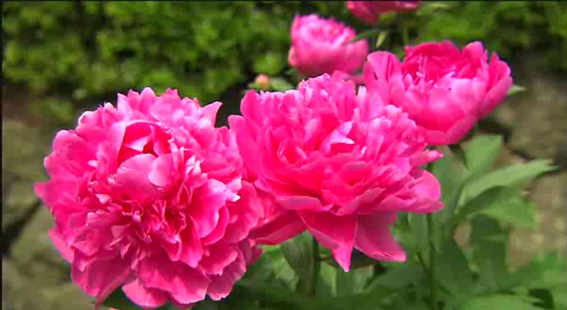 绿化花苗批发