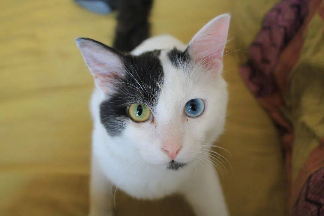 猫咪眼睛的不同颜色都是怎么来的?_pixabay