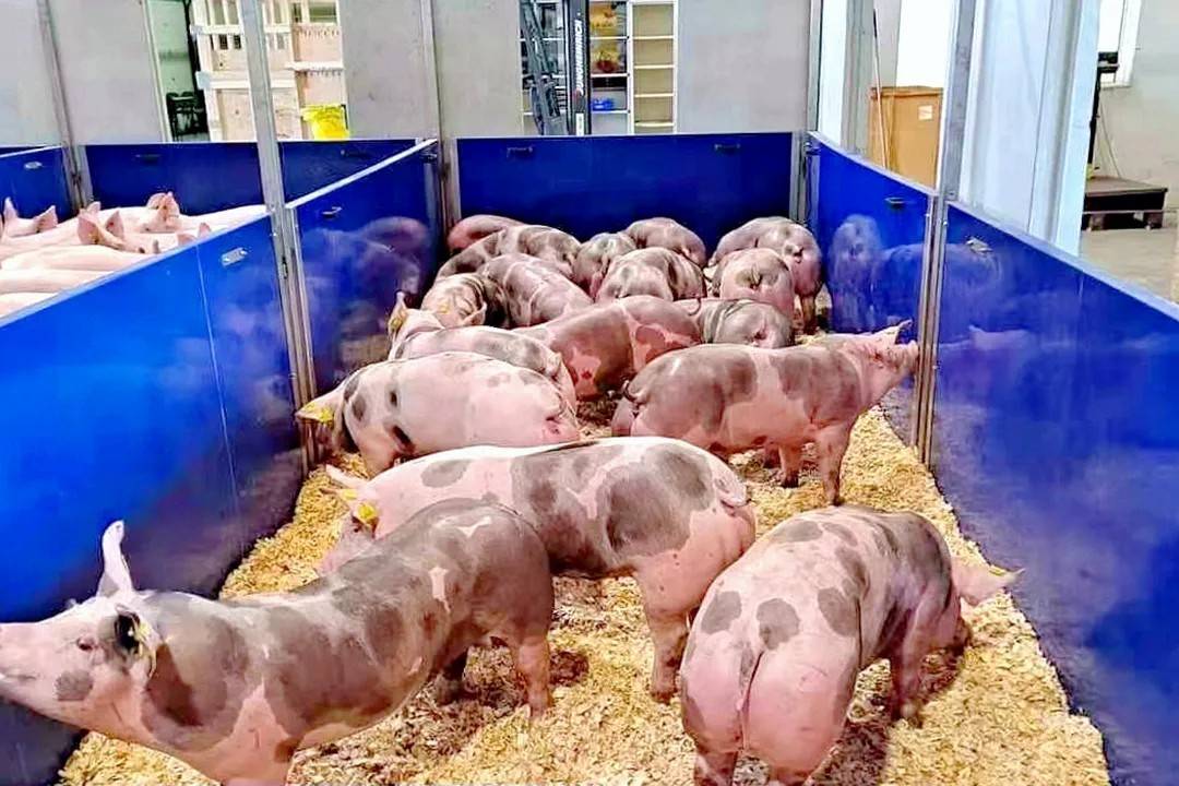 长白猪,杜洛克猪和皮特兰猪等4个品种,相较于国内普通种猪,具有繁育