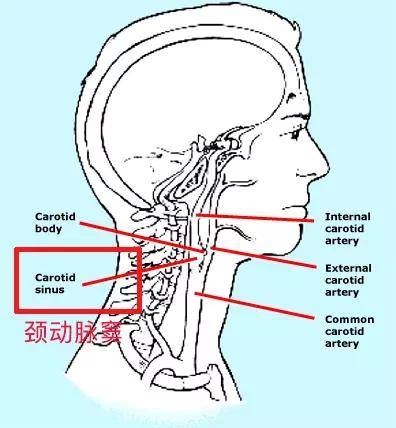 手刀擊後頸,真的能讓人暈過去嗎?