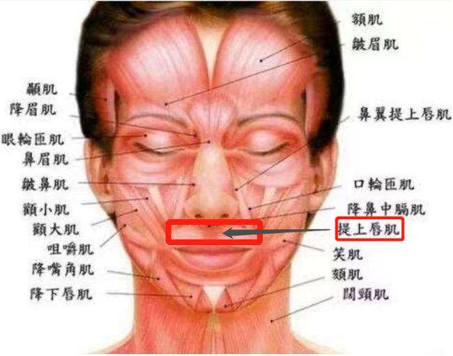 提颧肌示意图图片