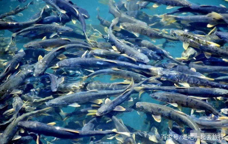 全球鱼最多的湖就在我们中国，有8亿公斤，但就是没人敢去野钓！
