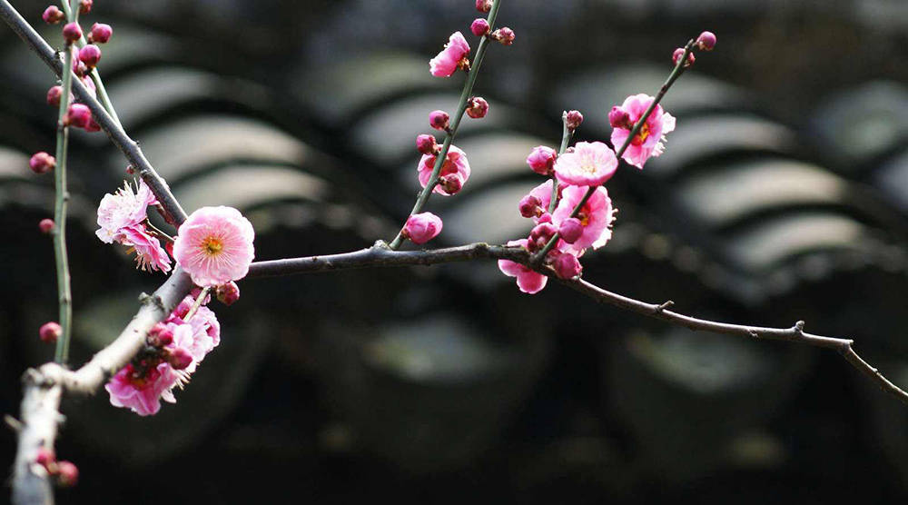 姚勉的诗有哪些 姚勉的诗词全集35首 中雪