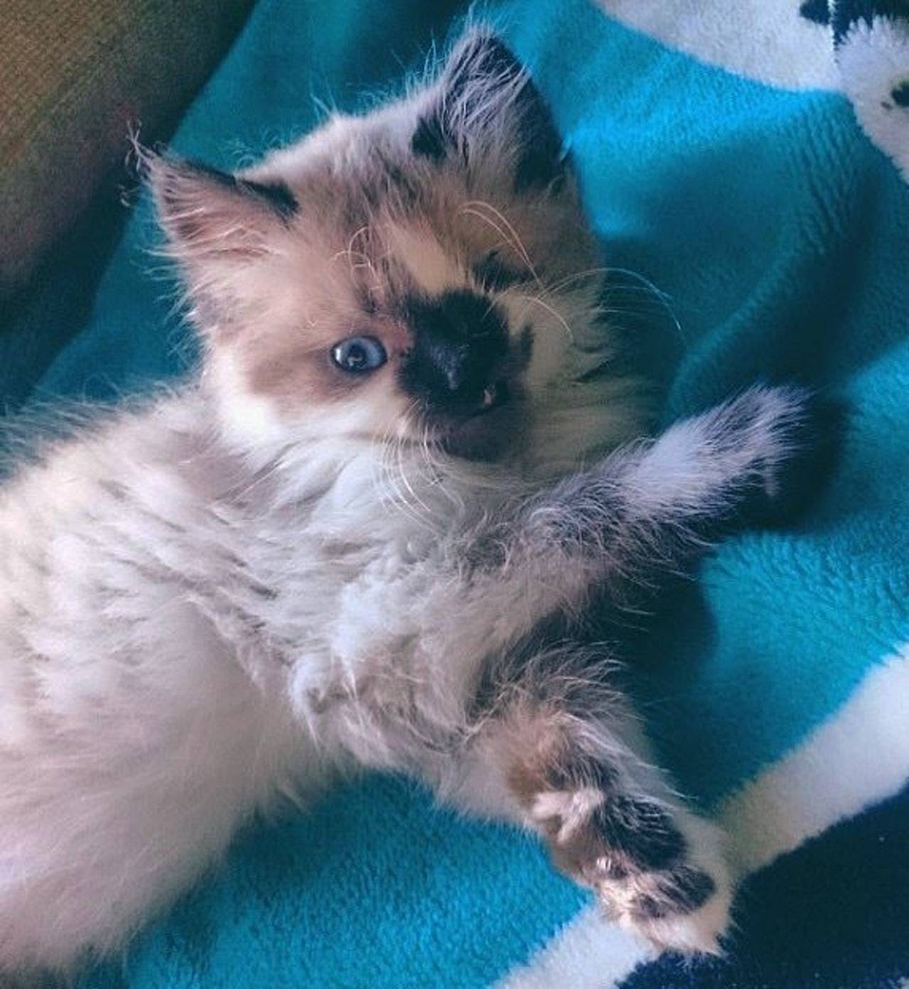 近亲繁殖致天生缺陷猫咪险被安乐死幸得主人及时拯救