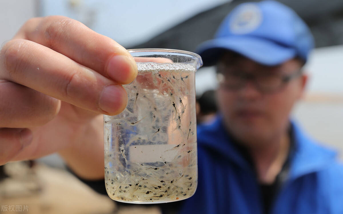 虾苗这样养,能够提高收益