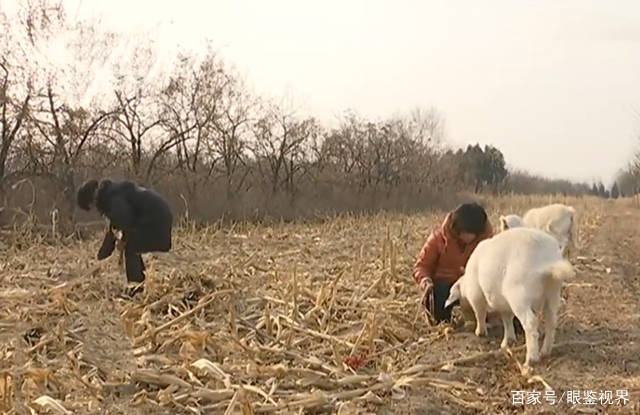 父亲过世了怎么过年 2cc0881b44af4c31ac63ef17b163ee1e.jpeg