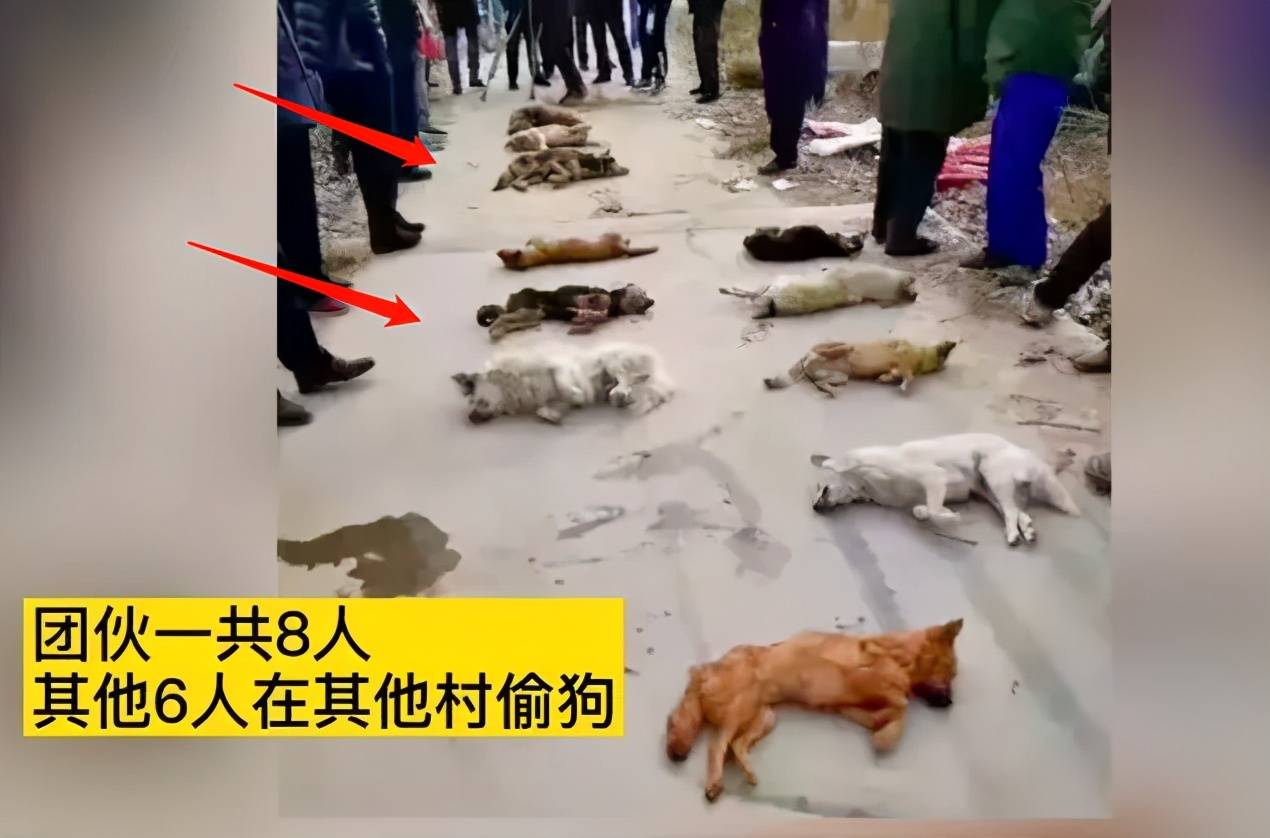 2名偷狗贼进村偷狗被抓,遭村民暴打,一人被打成重伤