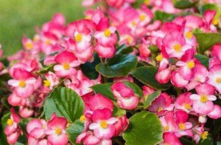 4种花堪称"开花机器",365天都在开花,花朵艳丽,花量大