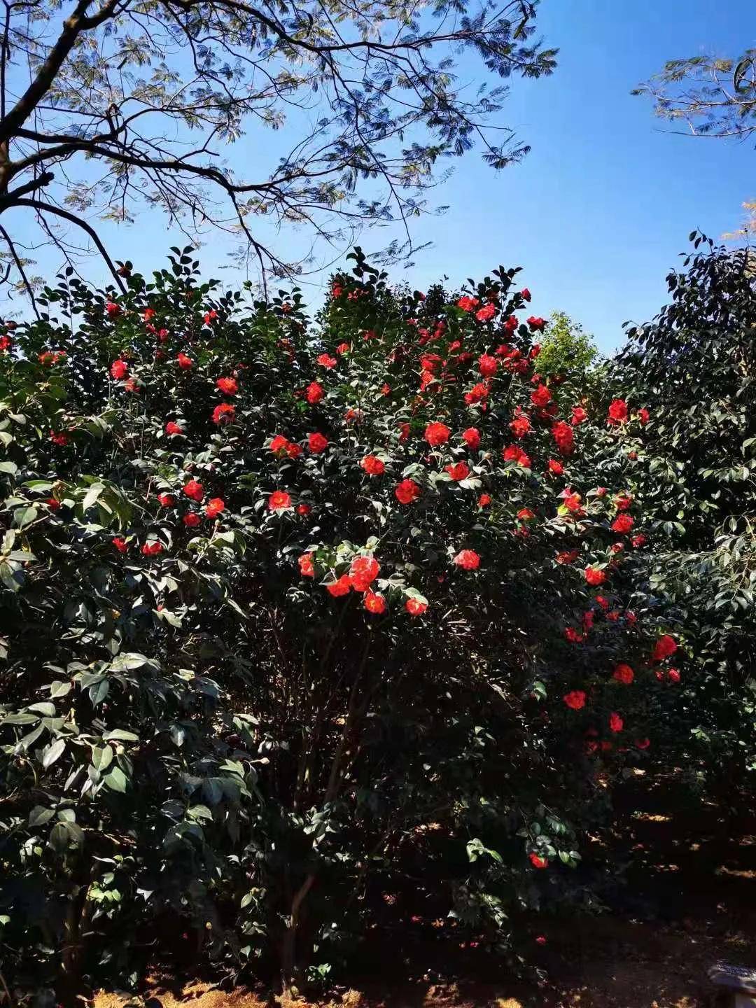 西樵山茶花園西樵山茶花園今天就帶你去打卡南海的