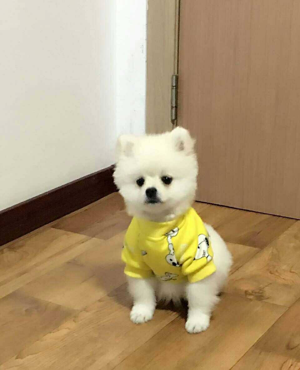博美狗狗多少钱一只成年博美犬图片 自媒体热点