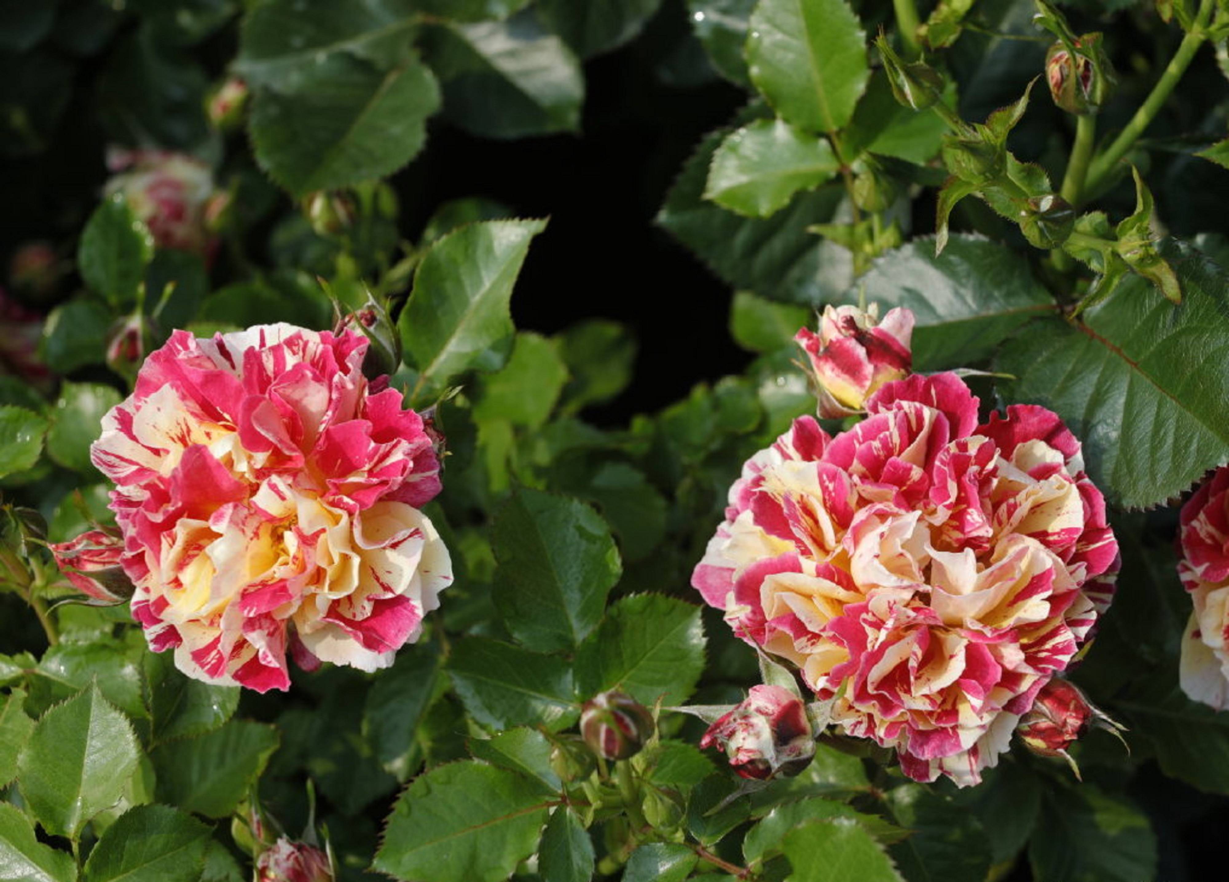 红黄双色条纹月季,跳脱的色彩,来给冬日一点热闹的气氛吧