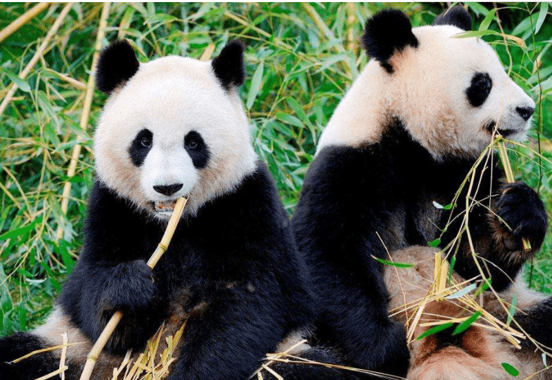 而大熊貓就是一個典型的代表,大熊貓屬於瀕危動物,它們喜歡生活在深山