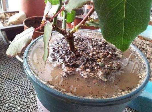 盆栽土壤板结怎么换土 ffd1fe552fc54c53b384e6019cfc04f2.jpeg