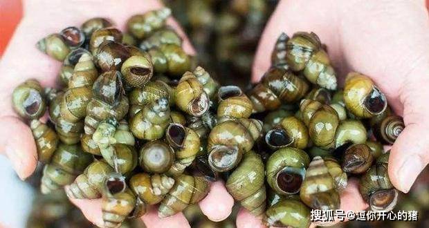 清明节：南方吃青团，北方吃什么？“清明螺，抵只鹅”你知道吗？-搜狐大视野-搜狐新闻