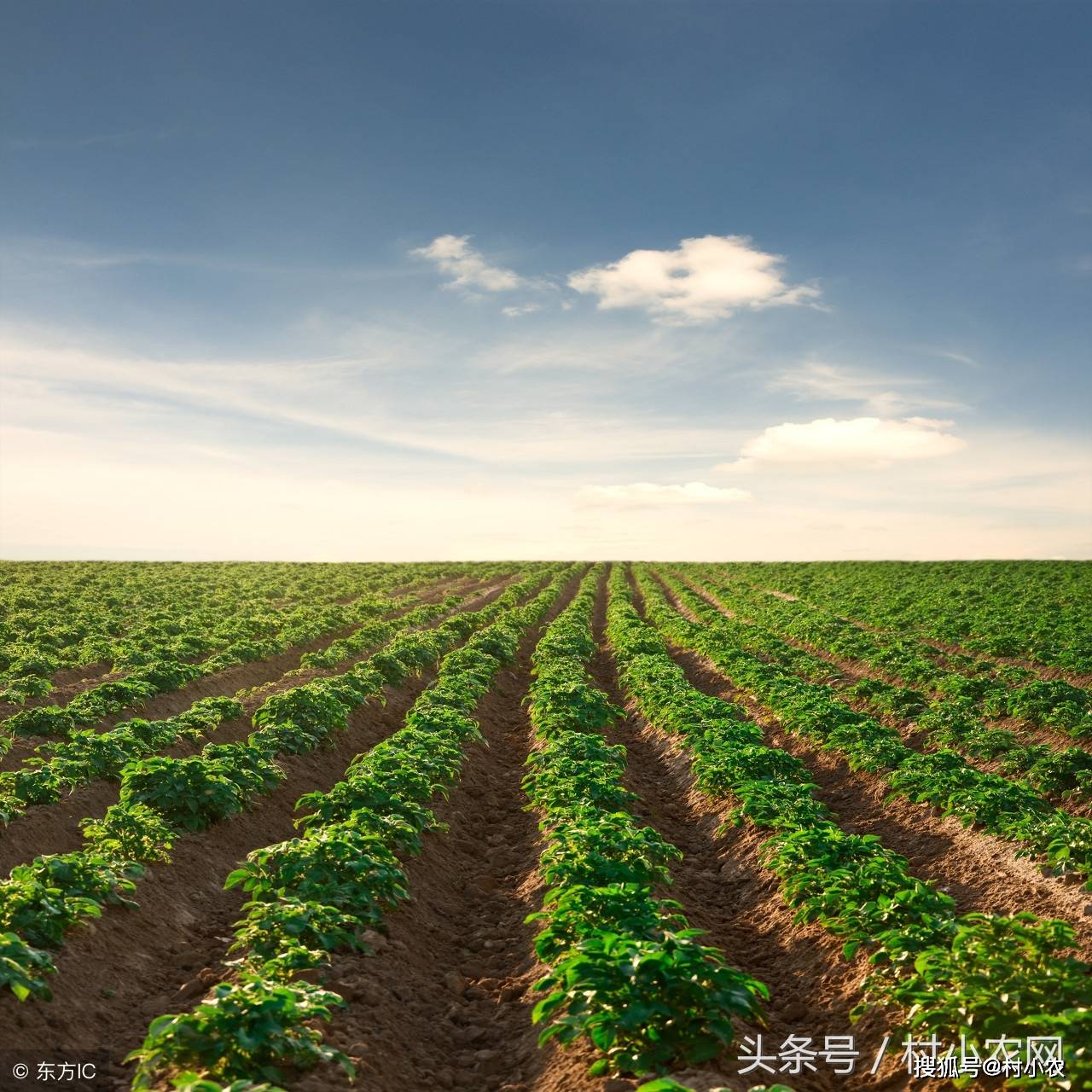 村小農網:馬鈴薯是非常重要的糧食作物,馬鈴薯種植怎麼覆膜好?