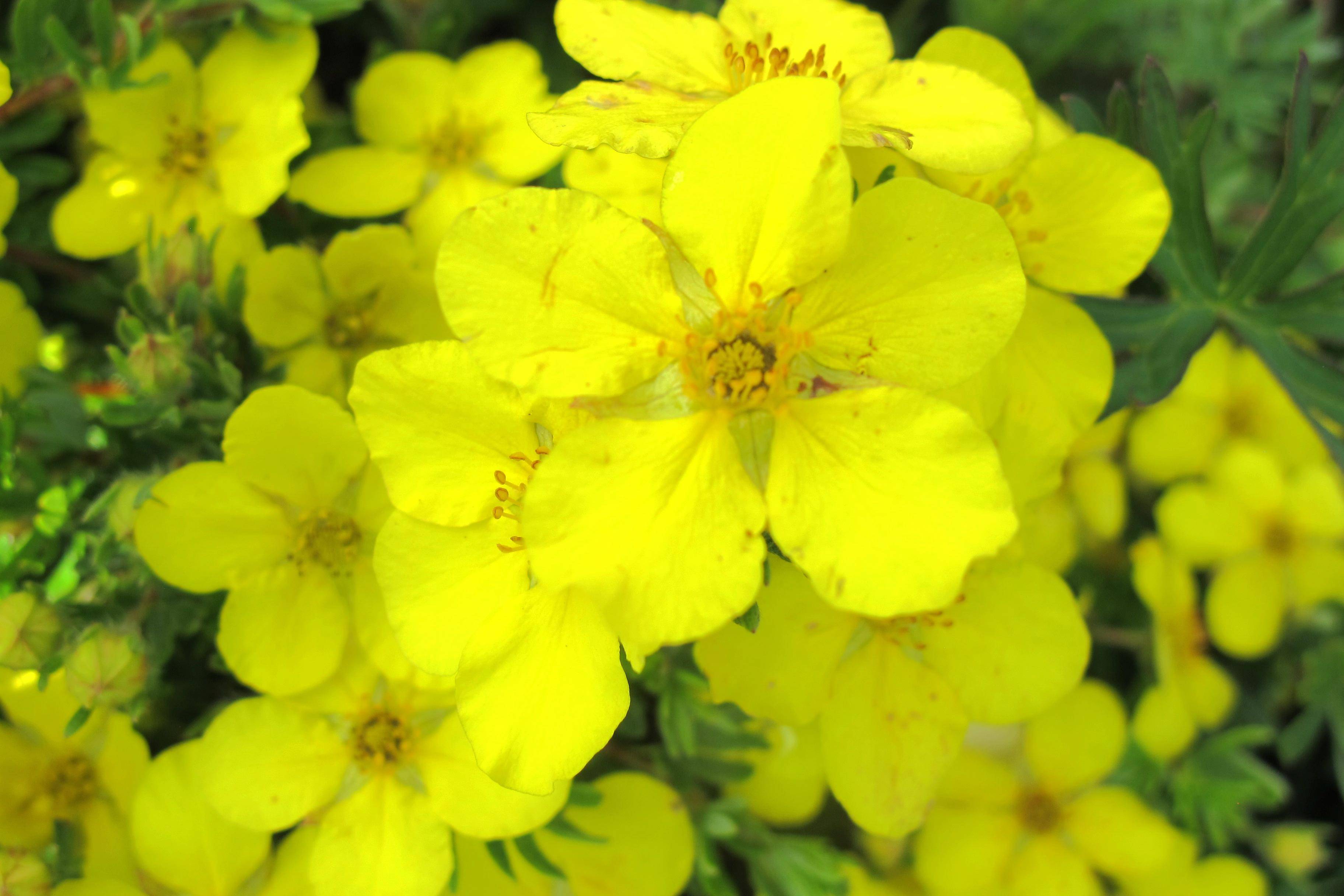 象征着藏族文化的花朵—格桑花,寄托了藏族人民的美好情感