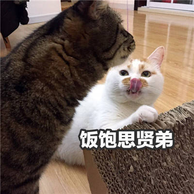 新颖有趣的干饭人表情包