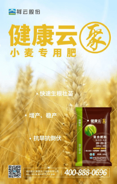 小麥追肥用什麼肥料比較好推薦祥雲健康肥