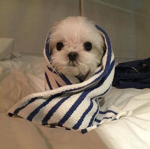 狗狗怎么看是不是感冒 9c72874d376c480e83ba5148a4a563f1.jpeg