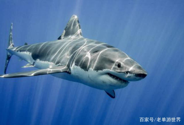 海中霸主鲨鱼为什么不吃海豚？鲨鱼：追不上，追上了也打不过