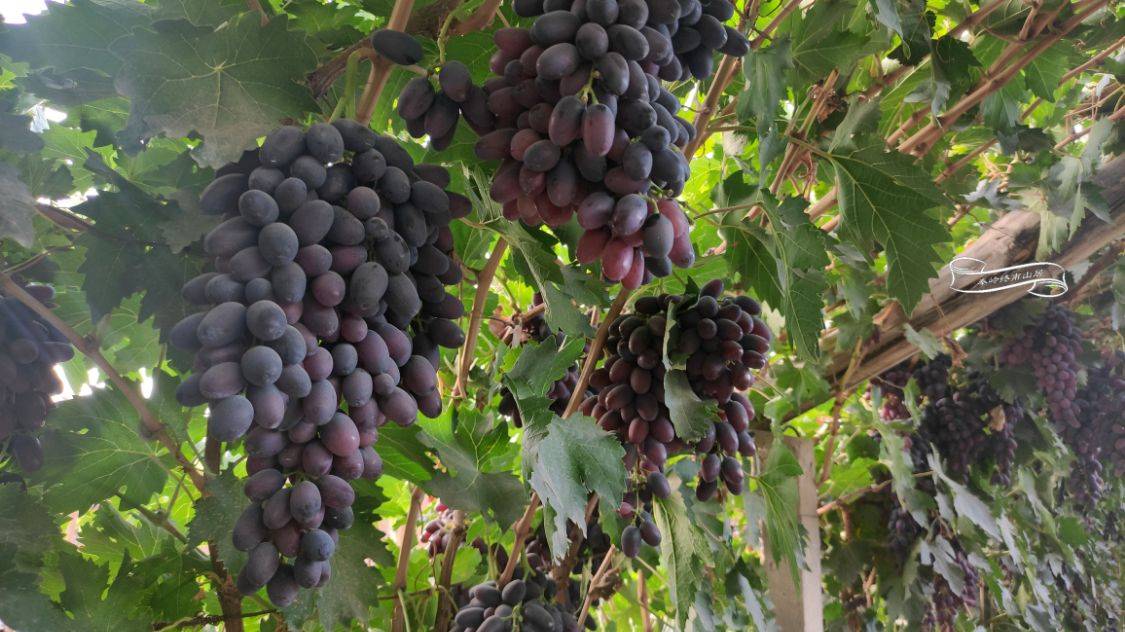 敦煌三代人种植的万亩防沙林遭砍伐,只为多种葡萄?