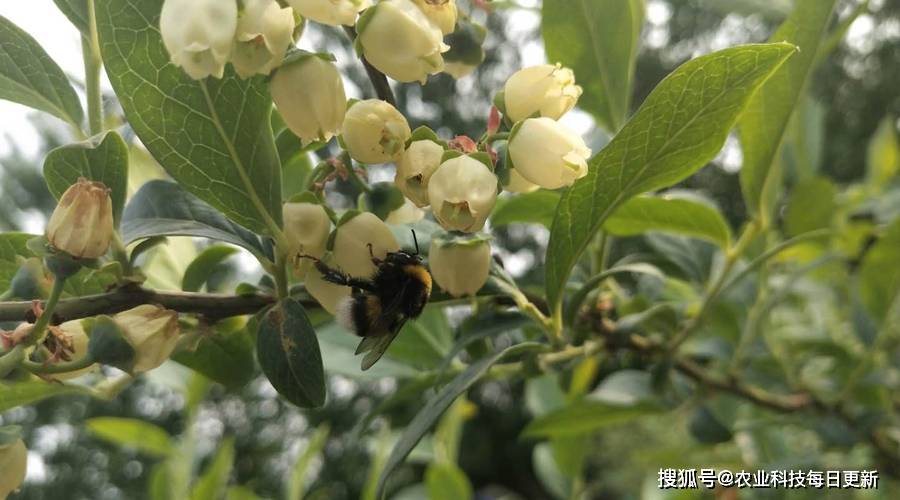 蓝莓授粉犯了难 授粉熊蜂来帮您 蜜蜂