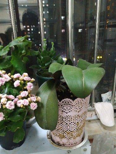 蝴蝶兰夏季怎么浇水 30af59ada0854bc3a69c3efa54f229aa.jpeg