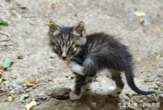 原创小土猫可一点不比品种猫差这几大优势简直无可替代