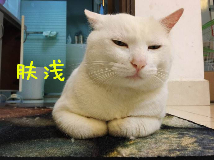 鏟屎官餵小貓咪吃魚干，小貓咪歪頭嘲笑，貓咪：這魚太油膩！ 萌趣萌寵 第4张