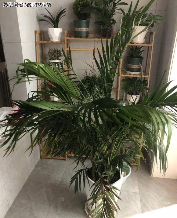 网红植物 富贵椰子 中看不中用 买回家就后悔 黄叶一大片 叶子