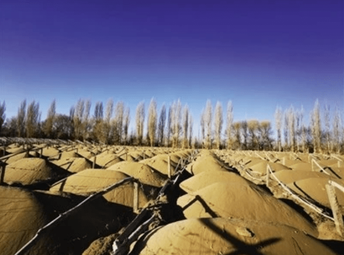 国营敦煌阳关林场万亩防护林遭剃光头式砍伐,防沙最后屏障几近失守