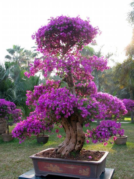 冬天怎么养三角梅视频讲解 e8bf2e5b97f1416898c0ac957500a5bc.jpeg