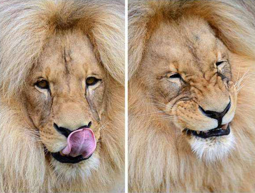 霸气狮子发型被弄成中分，笑起来像个小傻子，游客纷纷忍俊不禁