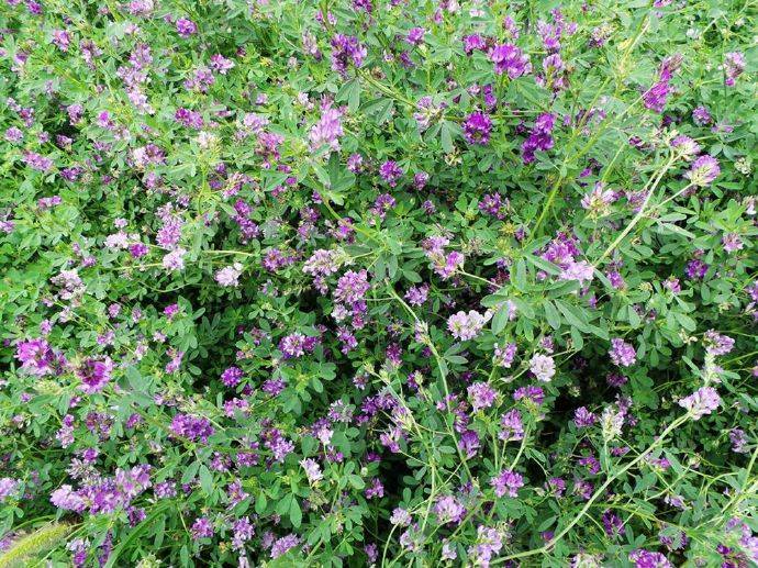牧草营养之最紫花苜蓿饲养价值高可青饲青贮制作干草