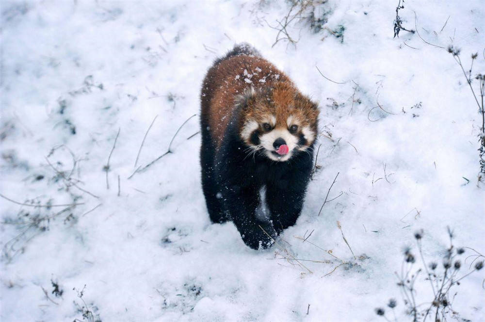 瓦屋山出现小熊猫，雪后觅食撞见猞猁，忙举起前肢，想吓跑它_手机搜狐网