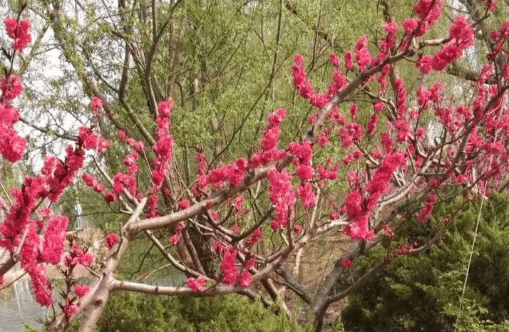 我和婆婆(散文)