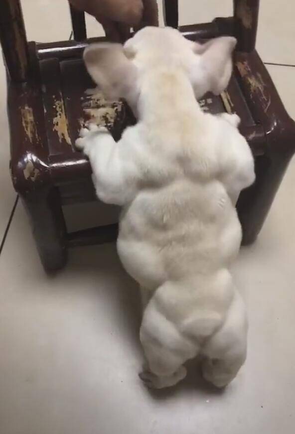 狗狗一身的腱子肉，找不出一塊肥肉，鬼知道狗經歷了什麼？ 萌趣萌寵 第2张